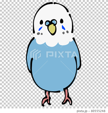 青いセキセイインコ 正面 青いセキセイインコ 正面 80555248