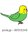 緑と黄色のセキセイインコ　横 80555249