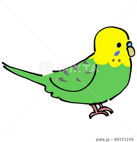 緑と黄色のセキセイインコ 横のイラスト素材 [80555249] - PIXTA