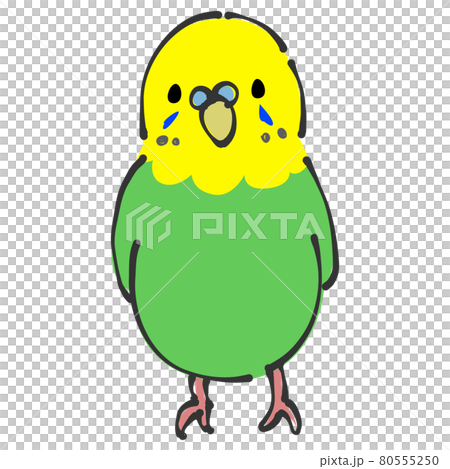 緑と黄色のセキセイインコ　正面 80555250