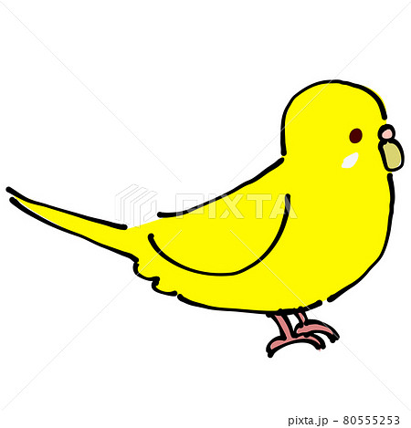 黄色のセキセイインコ 横のイラスト素材 [80555253] - PIXTA