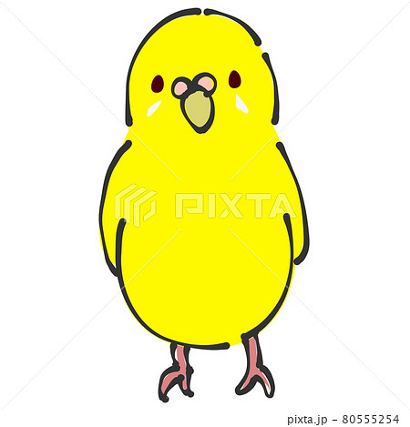 黄色のセキセイインコ　正面 80555254