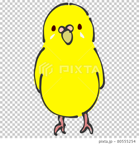黄色のセキセイインコ　正面 80555254