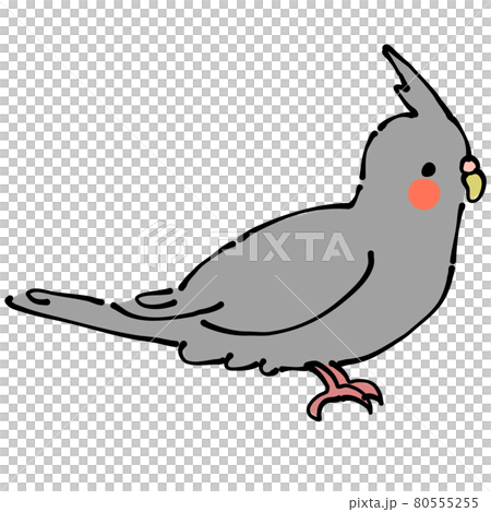 在灰色玄鳳鸚鵡旁邊 80555255