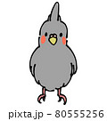 灰色のオカメインコ　正面 80555256