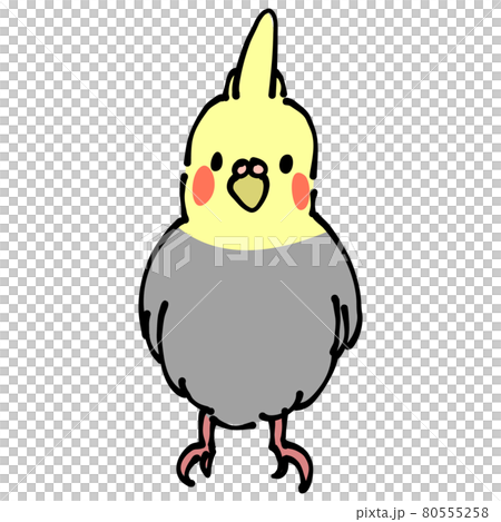 灰色と黄色のオカメインコ　正面 80555258