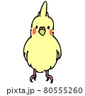 黄色のオカメインコ　正面 80555260