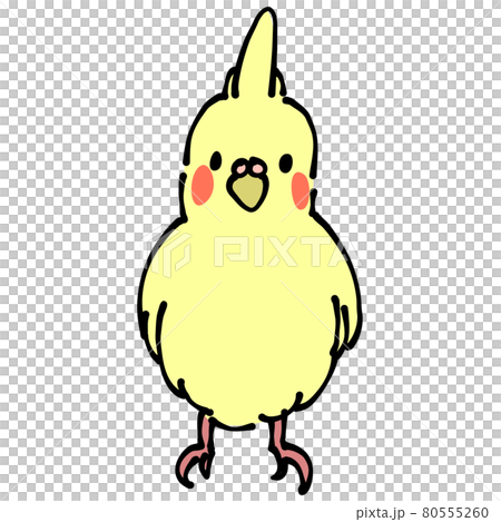 黃色玄鳳鸚鵡前面 80555260