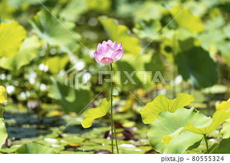 1輪のハスの花の写真素材