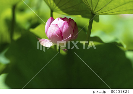 1輪のハスの花の写真素材