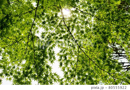癒しの新緑 アオモミジ 太陽光 風景 癒しの新緑 アオモミジ 太陽光 風景 80555922
