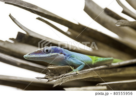 Cuban male lizard Allison's Anole Cuban male lizard Allison's Anole 80555956