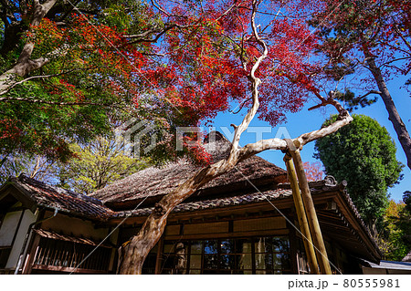 秋の蘆花恒春園 徳冨蘆花旧宅 秋水書院の紅葉 秋の蘆花恒春園 徳冨蘆花旧宅 秋水書院の紅葉 80555981