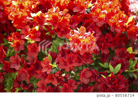 つつじ祭り　色とりどりのつつじ　たくさんのつつじ 80556714