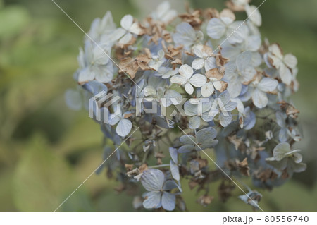 枯れた始めたアジサイの花の写真素材 枯れた始めたアジサイの花の写真素材