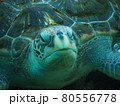 ウミガメ 80556778