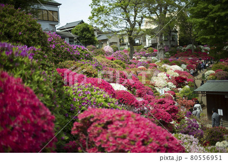 つつじ祭り 色とりどりのつつじ たくさんのつつじ つつじ祭り 色とりどりのつつじ たくさんのつつじ 80556951