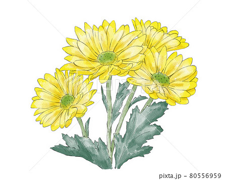 黄色の複数の小菊イラスト（水彩風）のイラスト素材 [80556959] - PIXTA