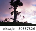 夕暮れと木 80557326