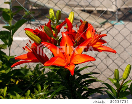 日差しの中のオレンジ色のユリの花と蕾(スカシユリ・ロイヤルサンセット) 日差しの中のオレンジ色のユリの花と蕾(スカシユリ・ロイヤルサンセット) 80557752