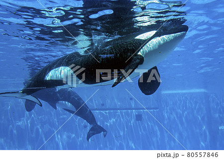 Killer whales show. 80557846