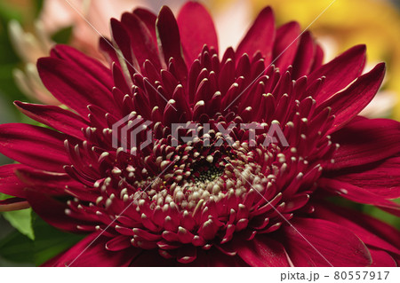 red crimson gerbera flower on blurred background of parts of bouquet. red crimson gerbera flower on blurred background of parts of bouquet. 80557917