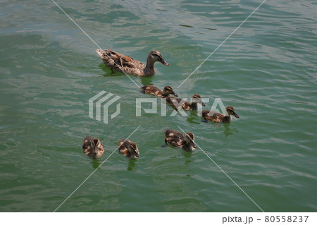 Young ducks with mother swimming in water Young ducks with mother swimming in water 80558237