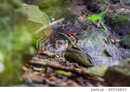 Common flameback, beautiful bird in the nature Common flameback, beautiful bird in the nature 80558833