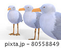 Three sea gull, isolated on white background 3d illustration 80558849