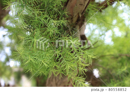 アロマの精油のティートリーの葉 80558852