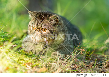 A cute brown tabby cat lies exotically on a large gray stone in the park on a summer day. Persian kitten is afraid of traveling A cute brown tabby cat lies exotically on a large gray stone in the park on a summer day. Persian kitten is afraid of traveling 80559211