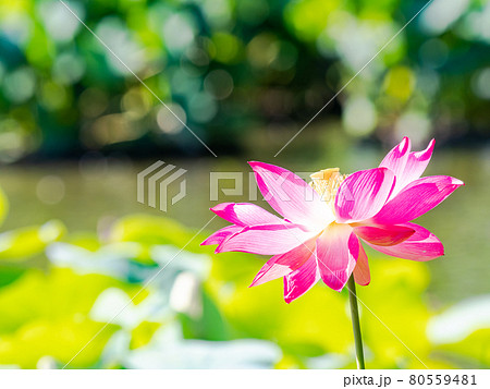 夏の朝の景色 朝日に照らされた美しいハスの花 夏の朝の景色 朝日に照らされた美しいハスの花 80559481