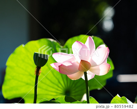 夏の朝の景色 朝日に照らされた美しいハスの花 夏の朝の景色 朝日に照らされた美しいハスの花 80559482