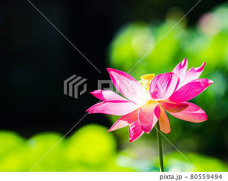 夏の朝の景色 朝日に照らされた美しいハスの花の写真素材