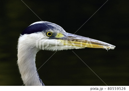 Wild grey heron  80559526