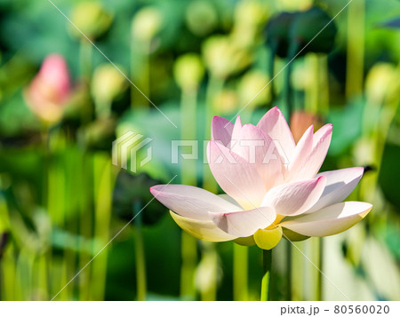 夏の朝の景色 朝日に照らされた美しいハスの花 夏の朝の景色 朝日に照らされた美しいハスの花 80560020