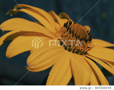 Arnica montana, also known as wolf's bane, leopard's bane, mountain tobacco and mountain arnica. Arnica montana is used as an herbal medicine for analgesic and anti-inflammatory purposes. Close-up. Arnica montana, also known as wolf's bane, leopard's bane, mountain tobacco and mountain arnica. Arnica montana is used as an herbal medicine for analgesic and anti-inflammatory purposes. Close-up. 80560049