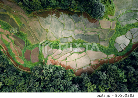 Aerial view of terraced rice fields 80560282