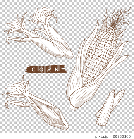 とうもろこしセット 80560300