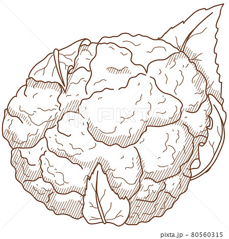 カリフラワーセット カリフラワーセット 80560315