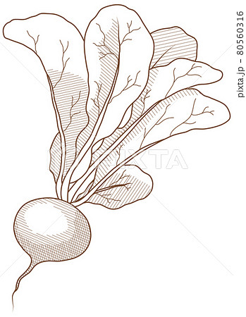 ラディッシュ ラディッシュ 80560316