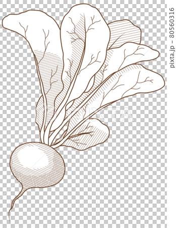 ラディッシュ ラディッシュ 80560316