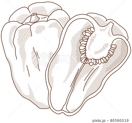 ピーマン・断面 80560319