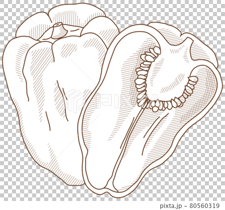 ピーマン・断面 80560319