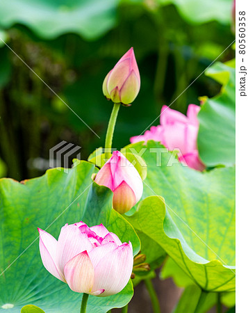 夏の朝の景色 美しいハスの花の写真素材
