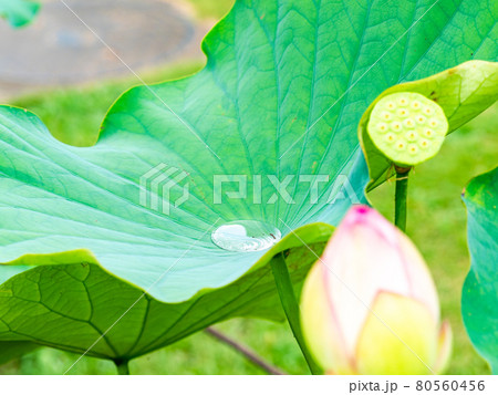 ハスの葉を転がる水玉 80560456