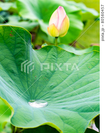 ハスの葉を転がる水玉 ハスの葉を転がる水玉 80560457