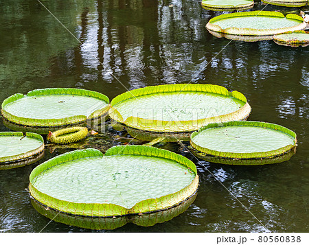 池に浮かぶ大きなオニバス 池に浮かぶ大きなオニバス 80560838