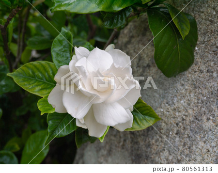 Gardenia white fragrant flower and green glossy leaves Gardenia white fragrant flower and green glossy leaves 80561313