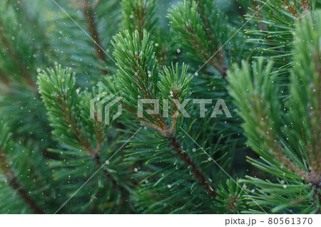 Selective focus, green fir branches close up with falling snow Selective focus, green fir branches close up with falling snow 80561370